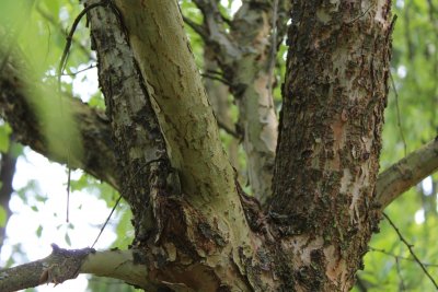 Planera aqatica - planera bažinná - větve